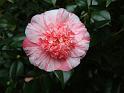 Camellia Anemone centred